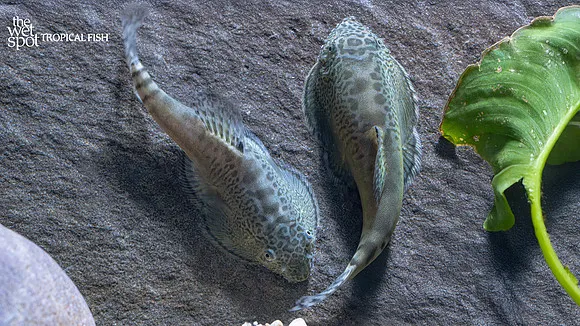 Pearl River hillstream loach (Beaufortia granulopinna)