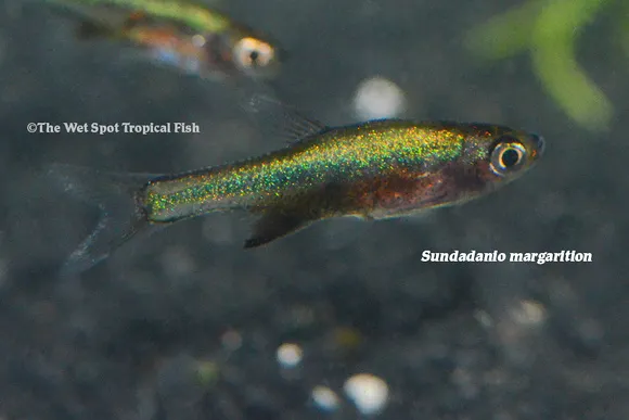 Pearl sundadanio (Sundadanio margarition)