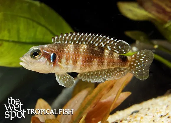 Pearly ocellatus (Lamprologus stappersi)