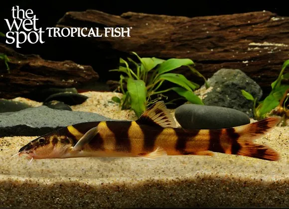 Pellegrin's loach (Leptobotia pellegrini)