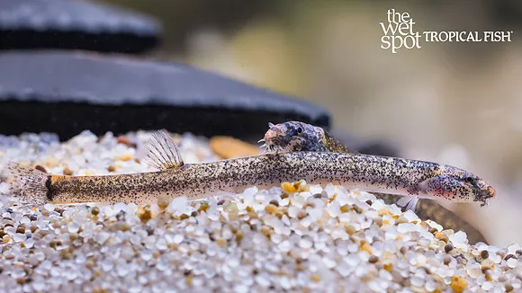 Peppered kuhli loach (Pangio piperata)
