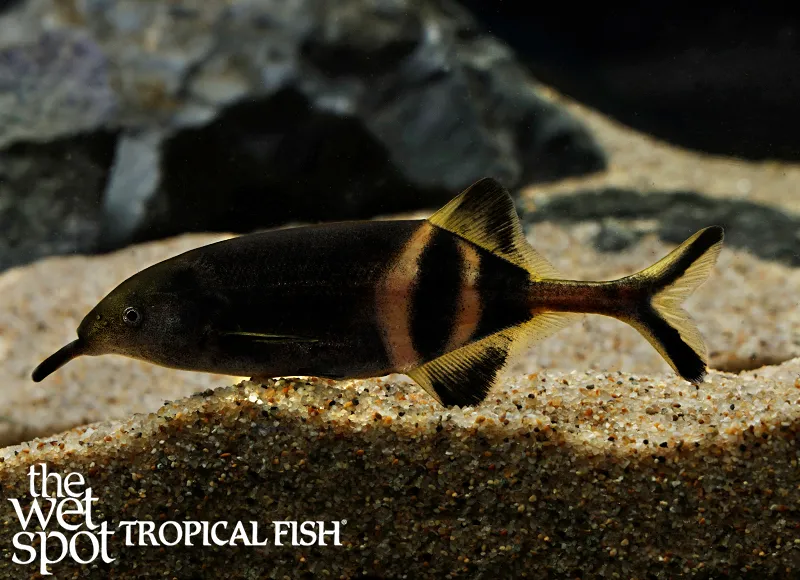 Peter's elephantnose (Gnathonemus petersii)