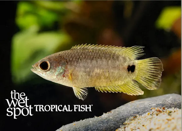Petherick's bushfish (Ctenopoma petherici)
