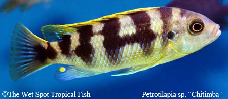 Petrotilapia (Petrotilapia sp.)