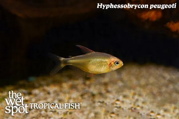 Peugeot's tetra (Hyphessobrycon peugeoti)