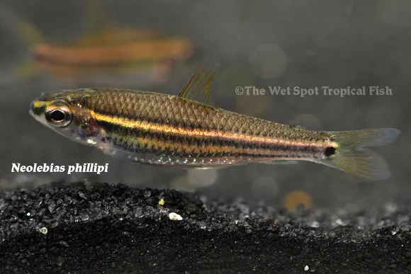 Philippe's neolebias (Neolebias philippei)