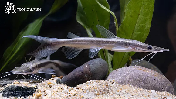 Slender catfish (Pimelodella gracilis)
