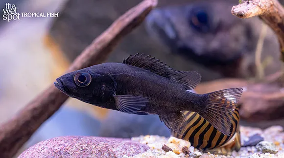 Pindu cichlid (Stomatepia pindu)