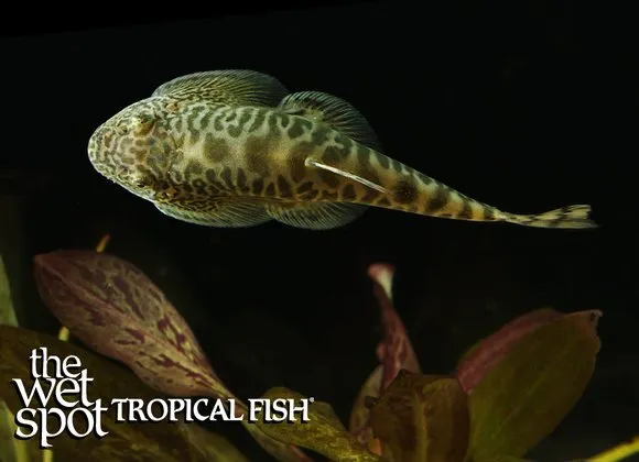 Ping's hillstream loach (Beaufortia pingi)
