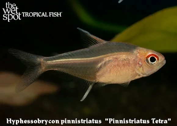 Pinnistriatus tetra (Hyphessobrycon pinnistriatus)