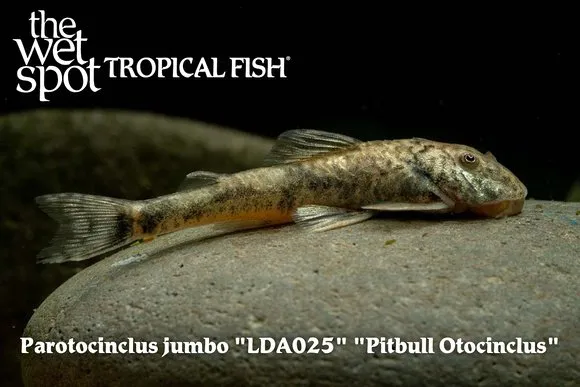 Pit bull otocinclus (Parotocinclus jumbo)