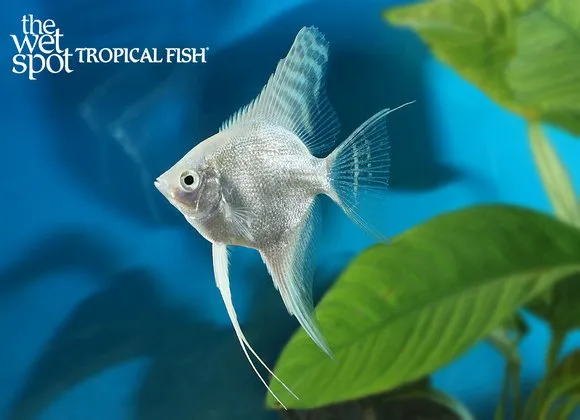 Platinum angelfish (Pterophyllum scalare)
