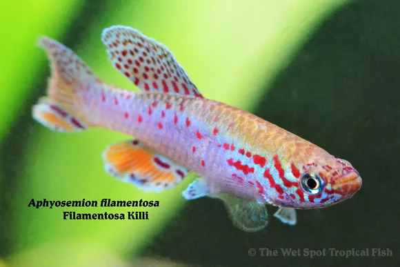 Plumed lyretail (Fundulopanchax filamentosus)