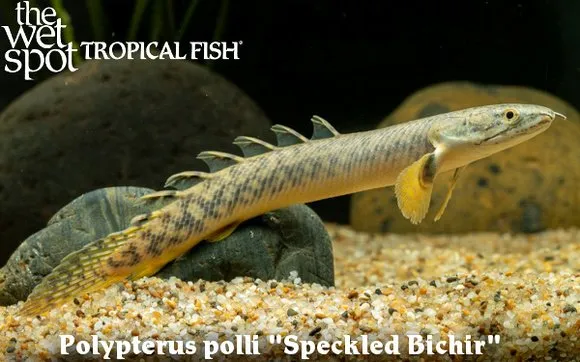 Poll's bichir (Polypterus polli)