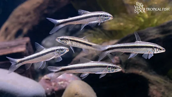 Pongo characin (Parodon cf. pongoensis)