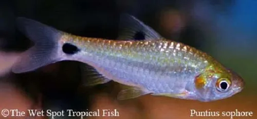 Pool barb (Puntius sophore)