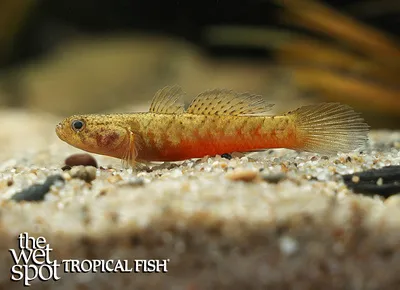 Poreless gudgeon (Oxyeleotris nullipora)