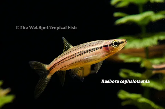 Porthole rasbora (Rasbora cephalotaenia)