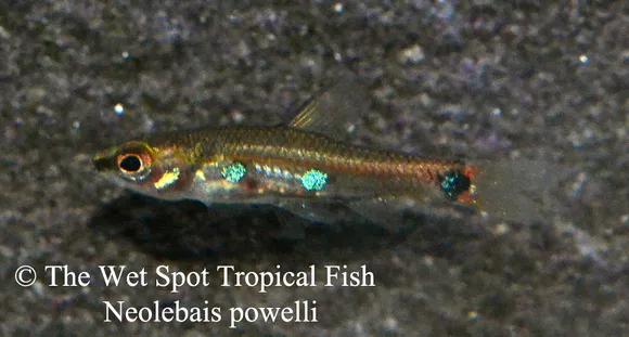 Powell's neolebias (Neolebias powelli)
