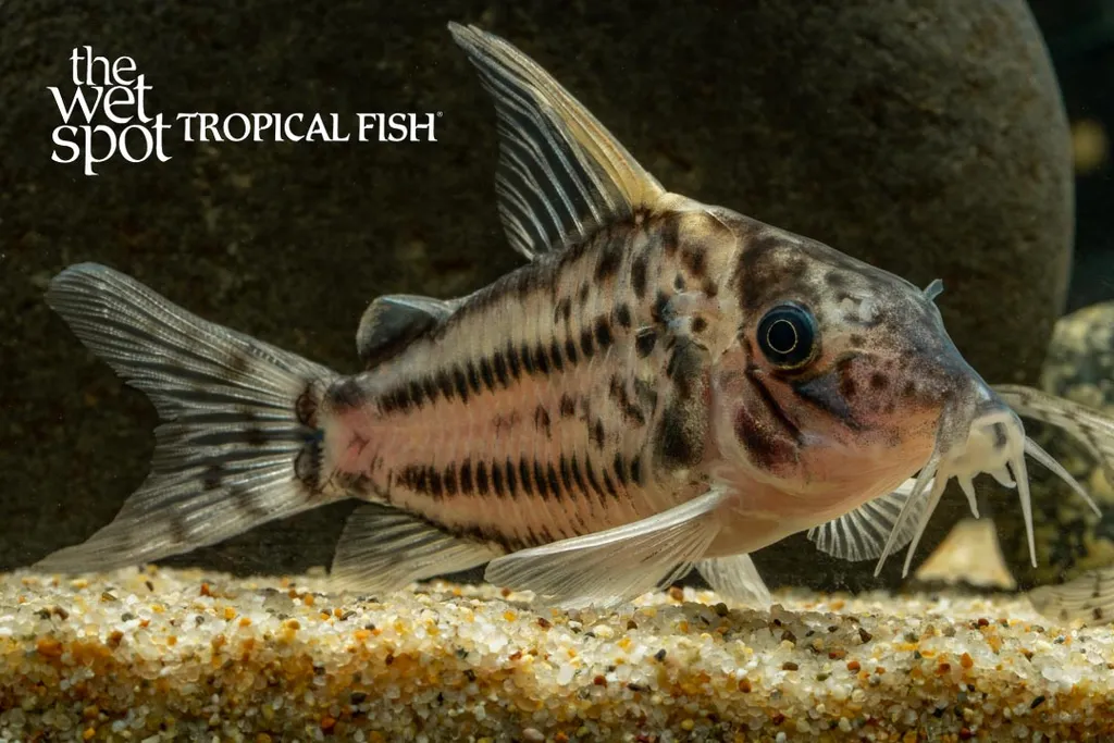 Pretty cory (Brochis pulchra)