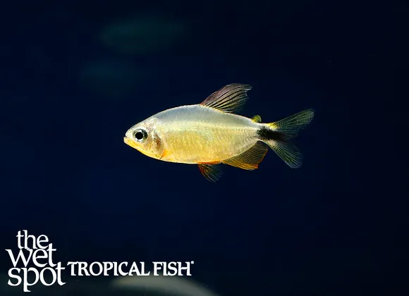 Procyon tetra (Hyphessobrycon procyon)