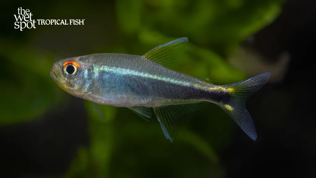 Purple tetra (Hyphessobrycon metae)