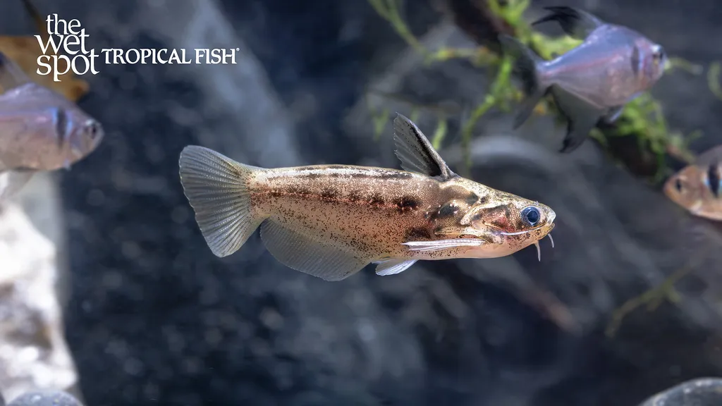 Pygmy driftwood catfish (Trachelyichthys exilis)