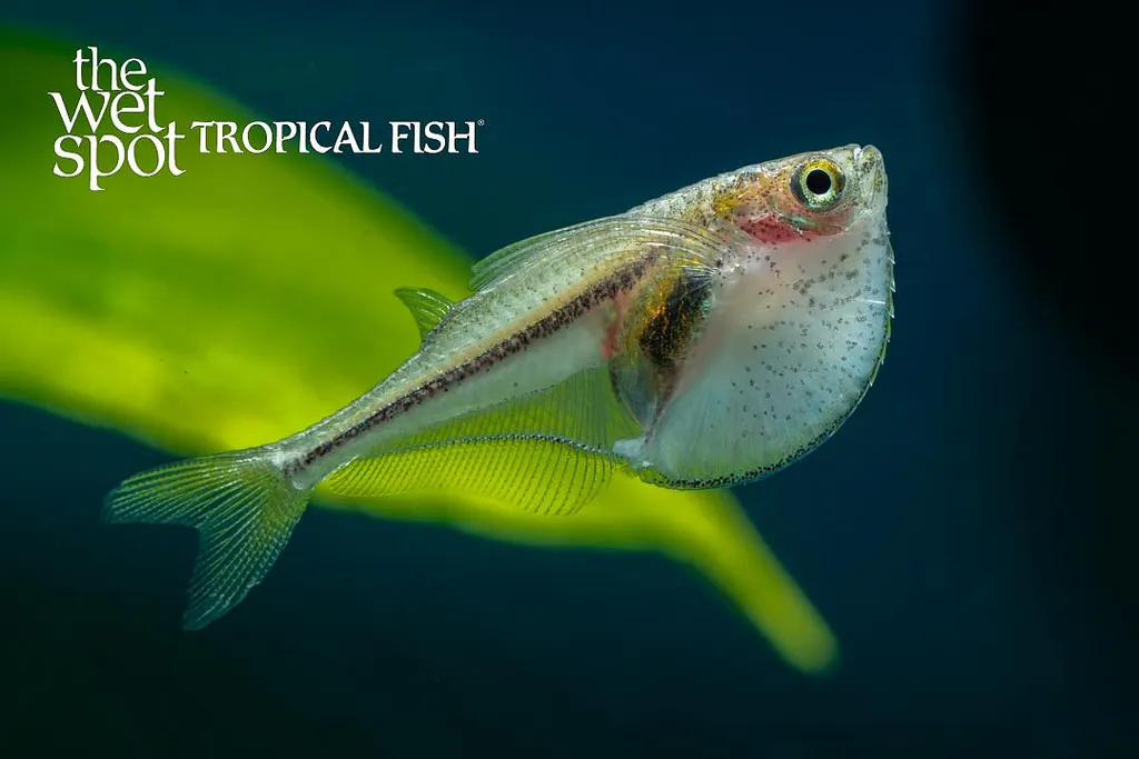 Pygmy hatchetfish (Carnegiella myersi)