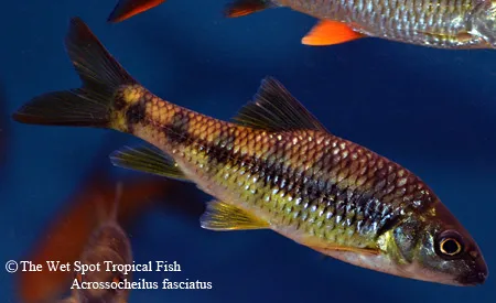 Railway barb (Acrossocheilus fasciatus)