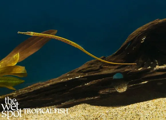 Rainbow belly pipefish (Microphis deocata)