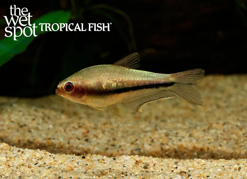 Rainbow emperor tetra (Nematobrycon lacortei)
