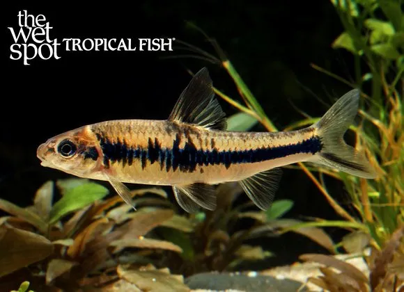 Rainbow gudgeon (Sarcocheilichthys nigripinnis)