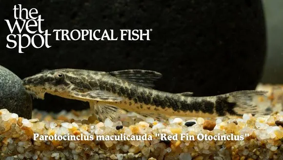 Red fin otocinclus (Parotocinclus maculicauda)