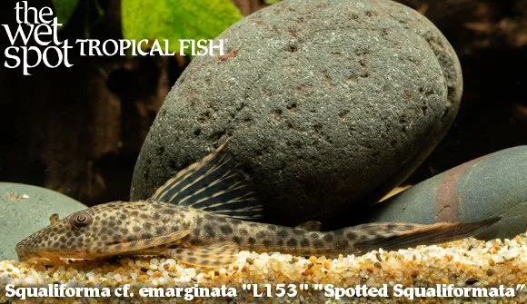Red fin thresher pleco (Aphanotorulus emarginatus)