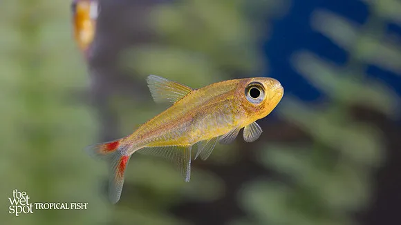 Red flush tetra (Hemigrammus stictus)