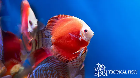 Red melon discus (Symphysodon aequifasciatus)