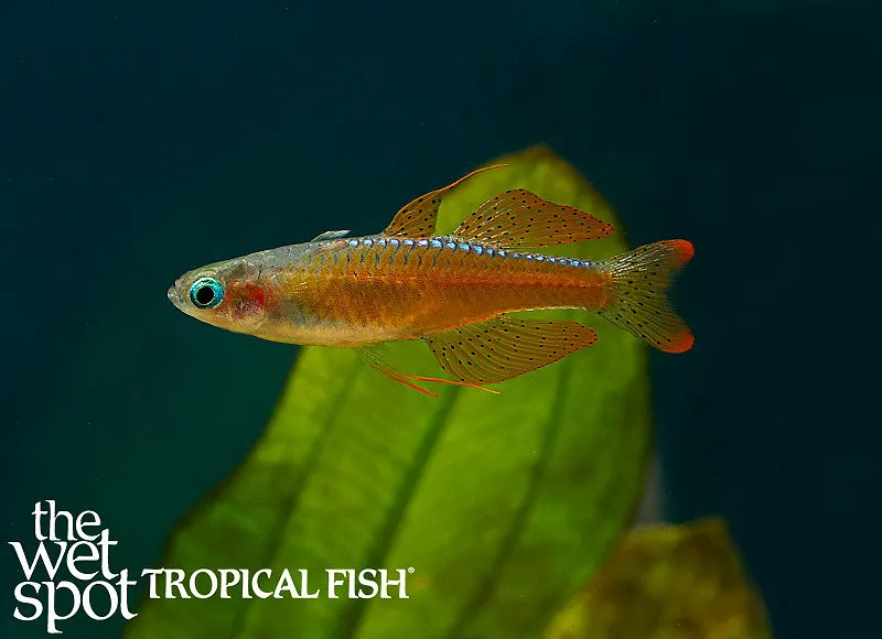 Red neon blue-eye (Pseudomugil luminatus)