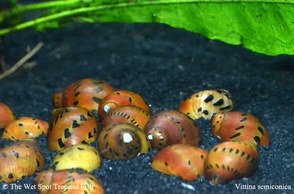 Red onion snail (Vittina semiconica)