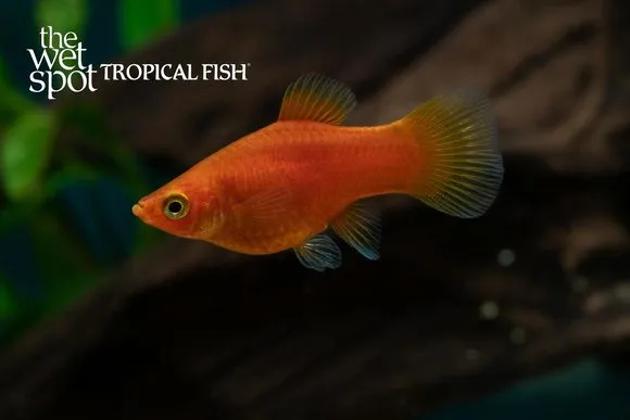 Red platy (Xiphophorus maculatus)