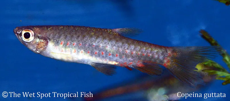 Red-spotted tetra (Copeina guttata)