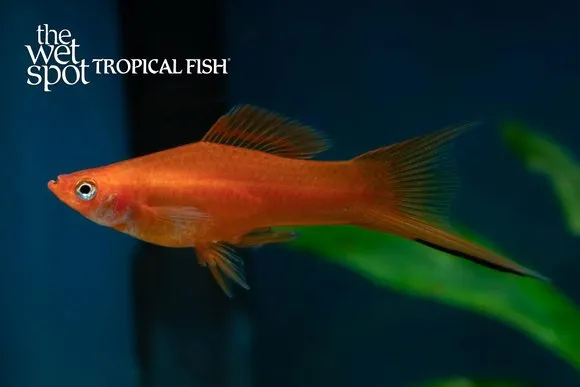 Red swordtail (Xiphophorus hellerii)