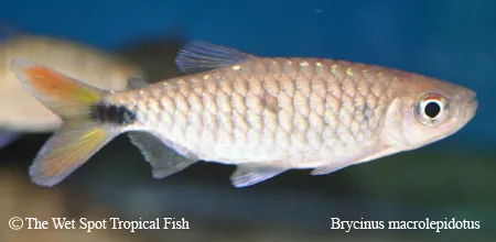 Red-tail brycinus (Brycinus macrolepidotus)