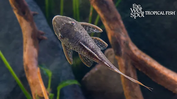 Red tail lasiancistrus (Lasiancistrus heteracanthus)