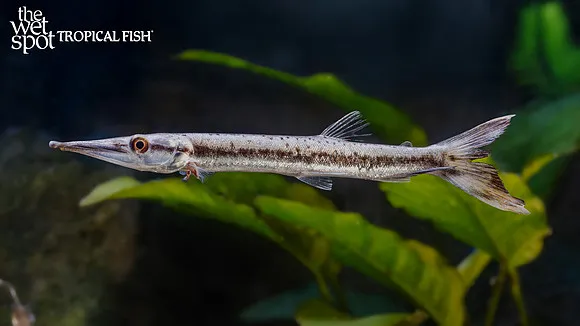 Red-tail pike characin (Boulengerella cuvieri)