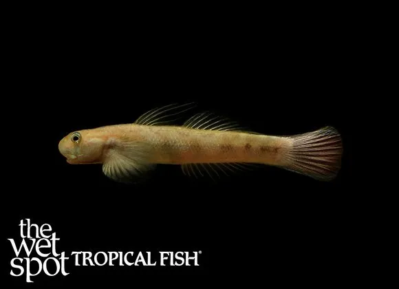 Red tail sicyopterus (Sicyopterus lagocephalus)