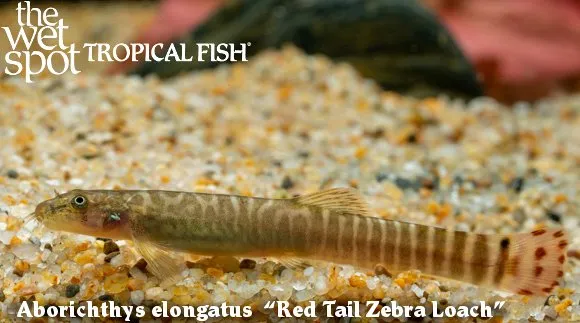 Red-tail squirrel loach (Aborichthys elongatus)