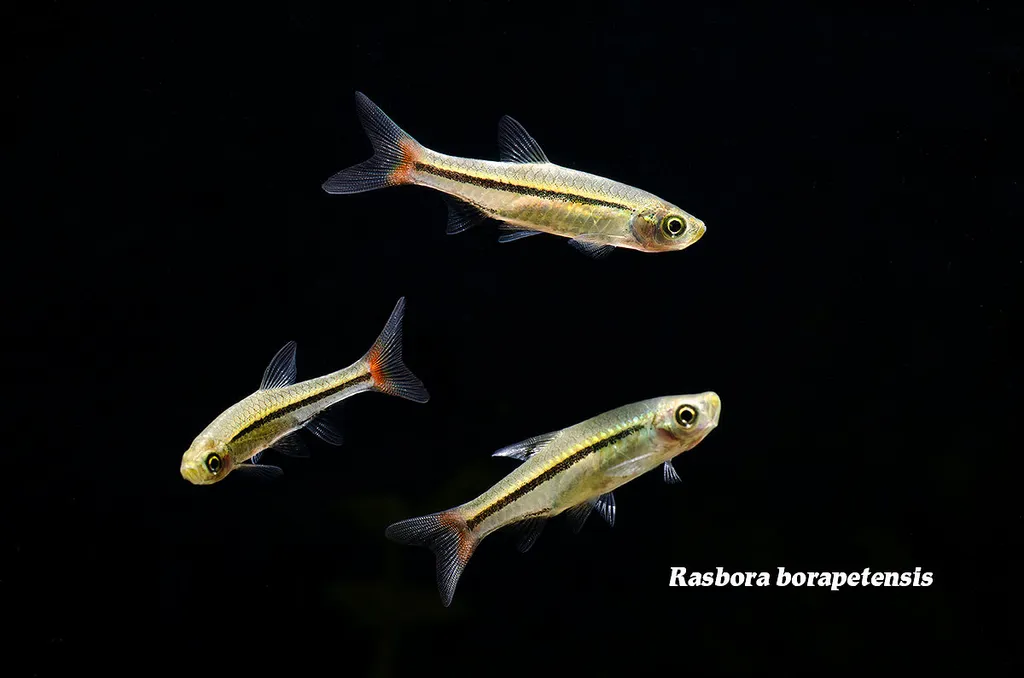 Red-tailed rasbora (Rasbora borapetensis)