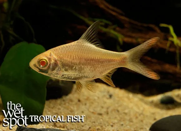 Red-tailed tinfoil barb (Barbonymus altus)