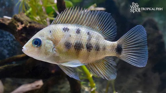 Red tiger motaguense (Parachromis motaguensis)