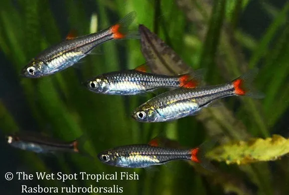 Redback rasbora (Rasbora rubrodorsalis)